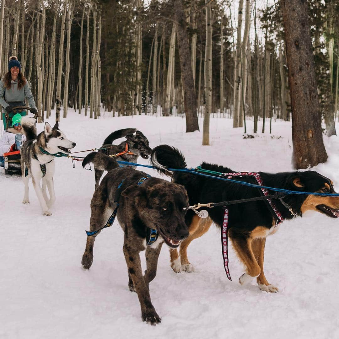 DogsOf Instagramさんのインスタグラム写真 - (DogsOf InstagramInstagram)「STORY TAKEOVER! “Living in beautiful Colorado has many perks, one of the big ones being lots of dogs are down for sledding in the mountains! We have a group of friends and their dogs that get together frequently to hook the dogs up to sleds. It’s fun to see what dogs work the best together and in what positions. They always have a blast and love to pull together!” Writes @thewanderlustdogs | Tap our Stories and check out these adventure dogs on a day out in the snow! #dogsofinstagram」5月4日 2時53分 - dogsofinstagram