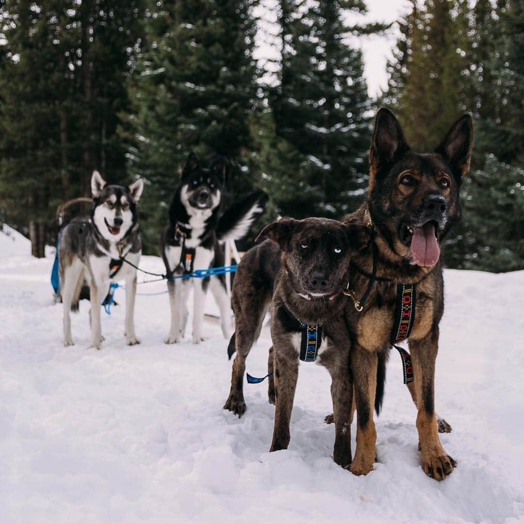 DogsOf Instagramのインスタグラム：「STORY TAKEOVER! “Living in beautiful Colorado has many perks, one of the big ones being lots of dogs are down for sledding in the mountains! We have a group of friends and their dogs that get together frequently to hook the dogs up to sleds. It’s fun to see what dogs work the best together and in what positions. They always have a blast and love to pull together!” Writes @thewanderlustdogs | Tap our Stories and check out these adventure dogs on a day out in the snow! #dogsofinstagram」