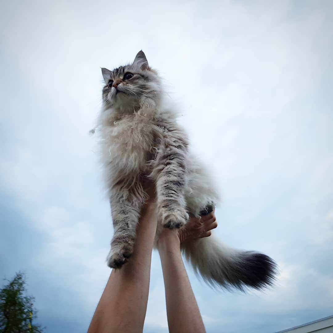 Floraさんのインスタグラム写真 - (FloraInstagram)「Higher Dadcab, higher!!! 😹😹 #cats_of_instagram #kattunge #dailyfluff #bestanimal #excellent_cats #katter #bestcats_oftheworld #igcutest_animals #cat_features #cutepetclub #fluffypack #katt #bestmeow  #weeklyfluff #meow #AnimalAddicts #kittycat #cat #cats #kitten #kittens #kawaii #instacat #calico #neko #winter #snow #2019 #sibiriskkatt #siberiancat」5月4日 3時13分 - fantasticflora