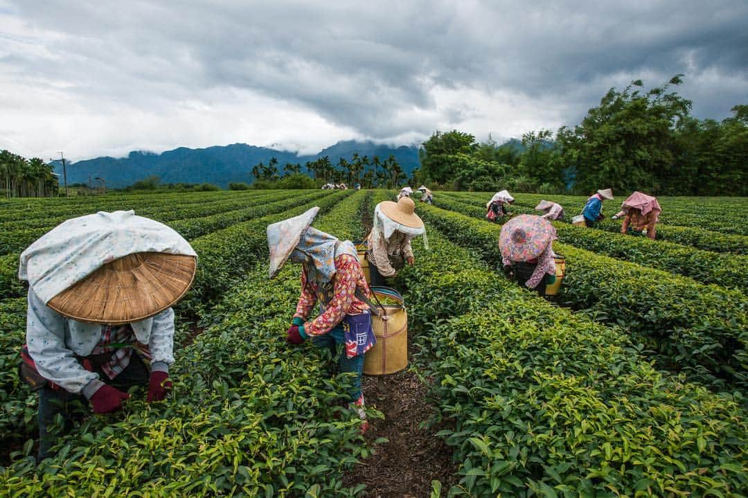 Michael Yamashitaさんのインスタグラム写真 - (Michael YamashitaInstagram)「It's tea time in Taiwan, where the world's best Oolong tea is grown. The highest grade tea leaves are picked by hand, in early spring. #teatime #oolongtea #taiwan #teaplantation」5月4日 4時05分 - yamashitaphoto