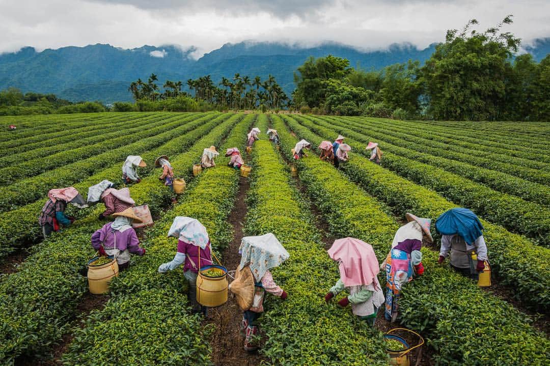 Michael Yamashitaさんのインスタグラム写真 - (Michael YamashitaInstagram)「It's tea time in Taiwan, where the world's best Oolong tea is grown. The highest grade tea leaves are picked by hand, in early spring. #teatime #oolongtea #taiwan #teaplantation」5月4日 4時05分 - yamashitaphoto