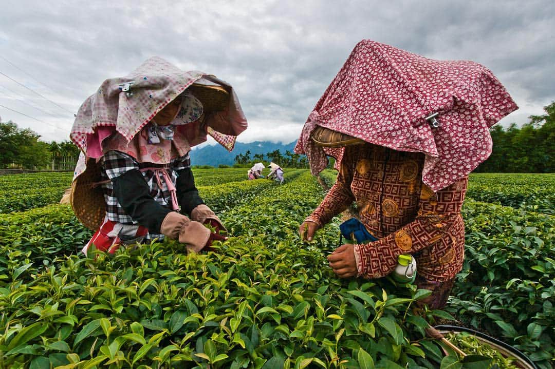 Michael Yamashitaさんのインスタグラム写真 - (Michael YamashitaInstagram)「It's tea time in Taiwan, where the world's best Oolong tea is grown. The highest grade tea leaves are picked by hand, in early spring. #teatime #oolongtea #taiwan #teaplantation」5月4日 4時05分 - yamashitaphoto