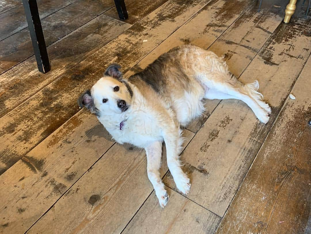 ジョン・バロウマンさんのインスタグラム写真 - (ジョン・バロウマンInstagram)「Come visit #Zsazsa the dog in her store. #bishopsartdistrict #dallas you might even find something #whovian (we are everywhere) jb」5月4日 4時34分 - johnscotbarrowman