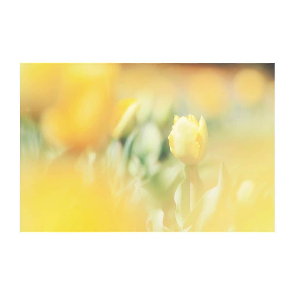 紗々さんのインスタグラム写真 - (紗々Instagram)「♪輝くようなYellowの朝〜✨ * #チューリップ #チューリップ畑 #5月 #花の写真館 #花畑 #カメラ女子 #tulip #tulips #flowers #instaflower #instagram #photography #chu #yellow」5月4日 14時08分 - 03sasa03