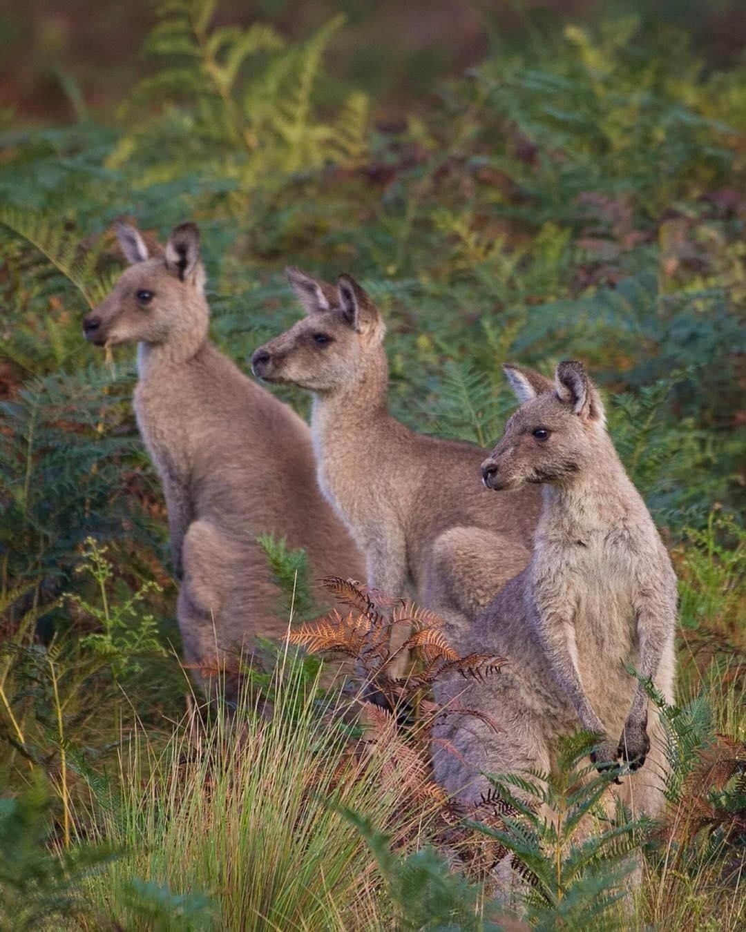 Australiaさんのインスタグラム写真 - (AustraliaInstagram)「When the view is so good, you simply can’t bear to look away. 👀 @tess_poyner spotted these curious #kangaroos at #Bendethera Valley in @visitnsw’s @eurobodalla region, where #wildlife can often be seen grazing on the grassy flats. A 5.5-hour drive from @sydney, this is a fun camping holiday destination where you can camp in the mountains, enjoy picnics on the river bank, and spend a few relaxing days immersed in nature. TIP: Bring your good hiking shoes if you’re keen to tackle the scenic walking trails in the national park, there’s a high chance you might see wallabies, wombats and native birds along the way too.  #seeaustralia #newsouthwales #eurobodalla #wildlifephotography #travel」5月4日 15時00分 - australia
