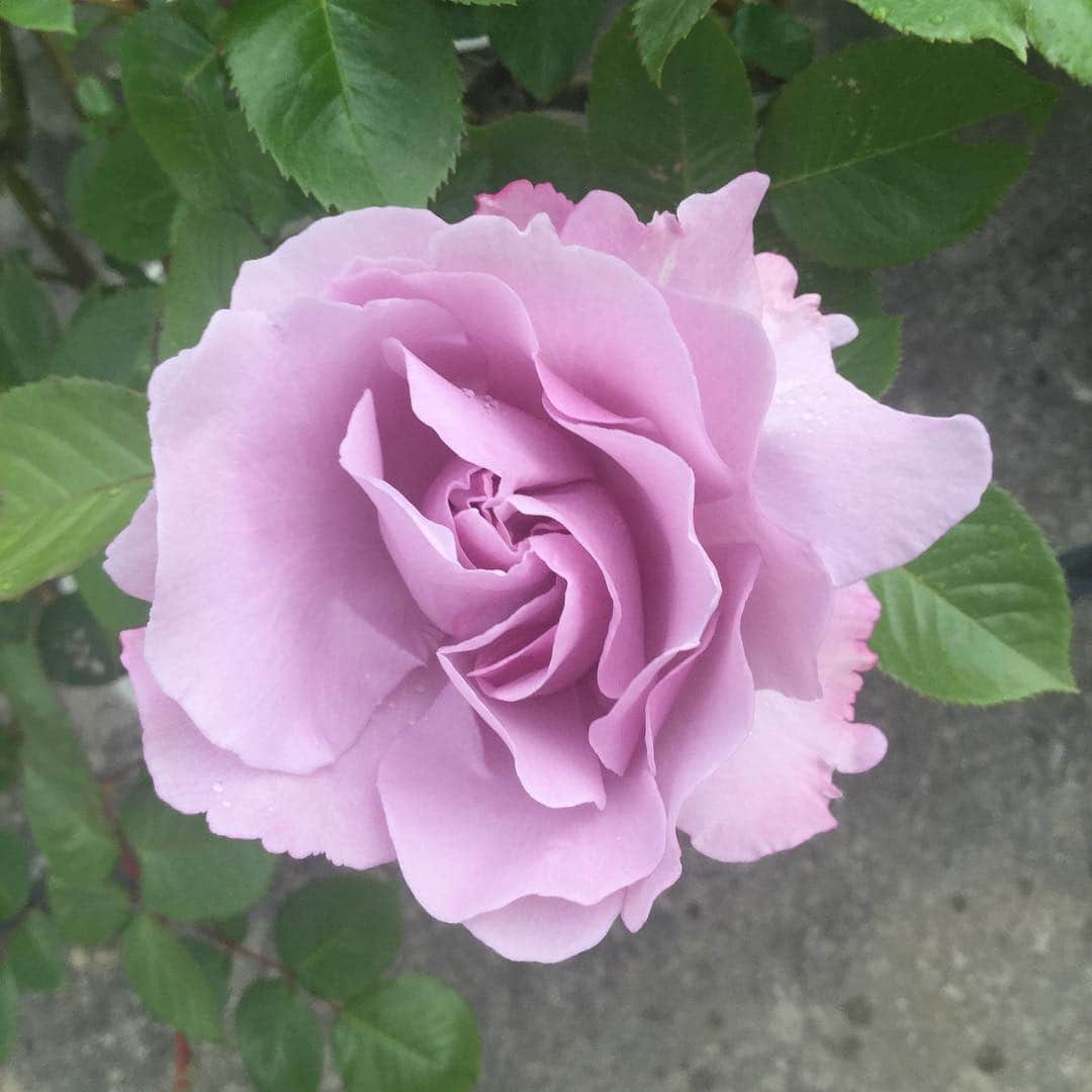 柴田淳さんのインスタグラム写真 - (柴田淳Instagram)「今朝のボルドーの蕾が今見たら咲ききっちゃってた😅 でもこんな濃いピンクも好き😍 #薔薇 #rose」5月4日 14時57分 - shibatajun_official