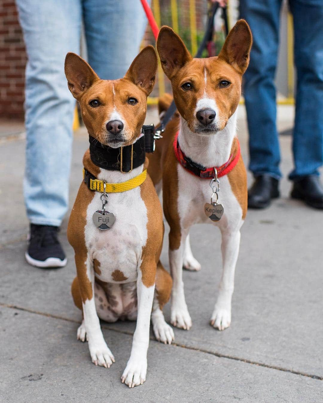 The Dogistさんのインスタグラム写真 - (The DogistInstagram)「Fuji & Kepler, Basenjis (5 y/o), Houston & 6th Ave., New York, NY • “They just came back from the vet to the tune of $500. Just shots. They host they the weekly Basenji meetup in Washington Square Park. 23 Basenjis was the most that showed up.”」5月4日 6時40分 - thedogist