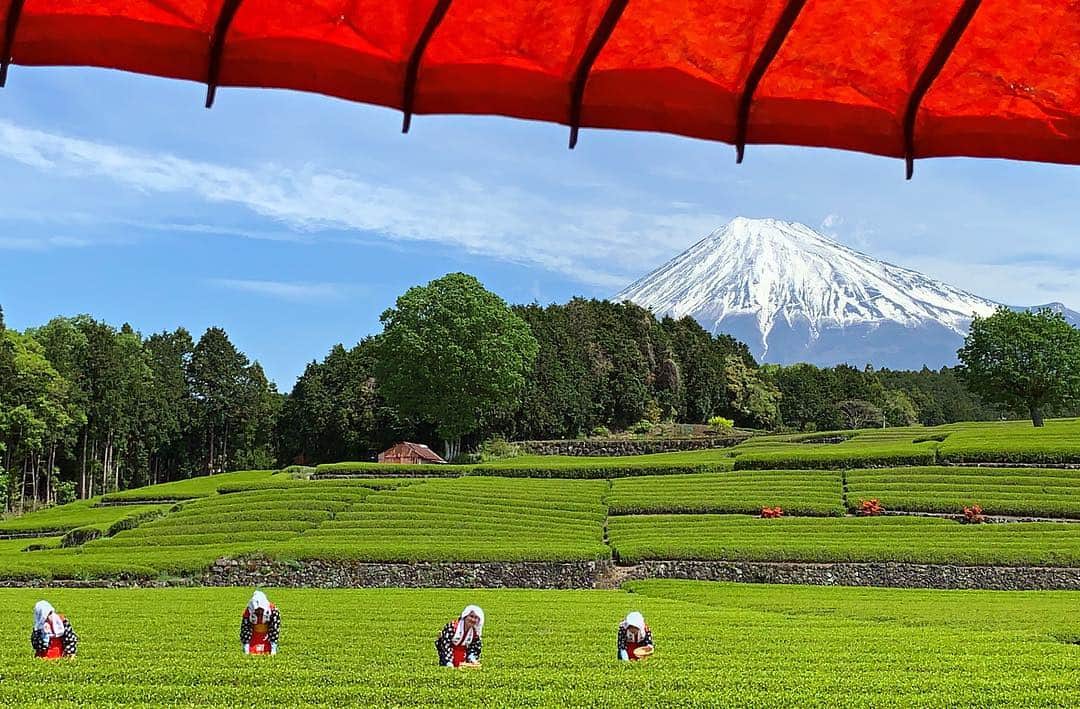 phantastic420のインスタグラム：「. 🤩🤩“Shizuoka” prefecture in Japan is a place where you can see the most “phantastic” Mt. Fuji🗻 in the world.🤩 #富士山 #mtfuji #japan 😇😇😇😇😇😇😇🗻😇😇 #茶摘み 摘み摘み♬最高の天気に恵まれました😍 Thanks @next_fuji #nextfuji  @jalan_net #jalan_midori  @visit.tokai @shizuoka_kankou #静岡dc #富士市 #photois #50000人の写真展 #日本の風景 #東京 @fujifilm_photois #nationalparksjp2019contest」