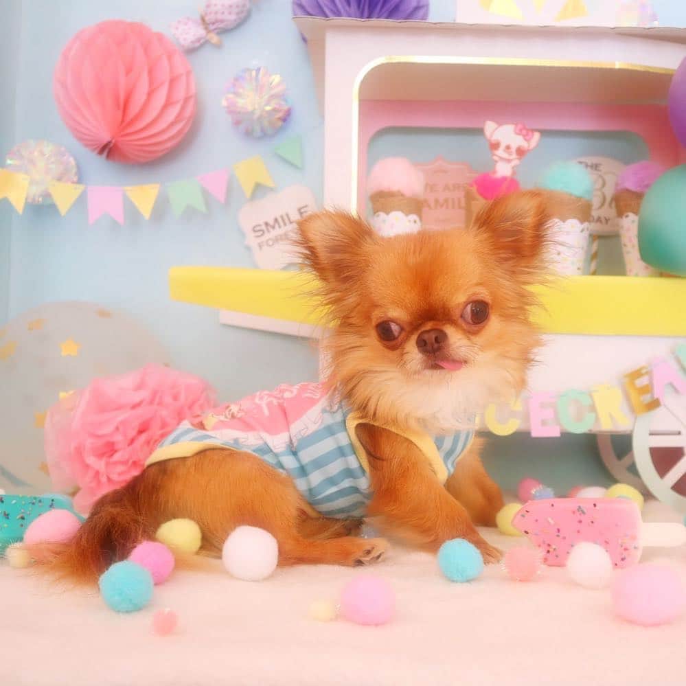 kayoのインスタグラム：「* * ラブリーくりお😆🍬🍦💗💜 * * kulio💗🍦 * * #chihuahua#chihuahualove#dogstgram#dog#instadog#チワワ#チワワ大好き * *」