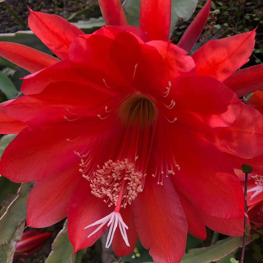 カテリーナ・スコーソンさんのインスタグラム写真 - (カテリーナ・スコーソンInstagram)「This goddess of a flower is blooming in my garden, completely unashamed of her splendor. #learnfromothernature」5月4日 7時08分 - caterinascorsone