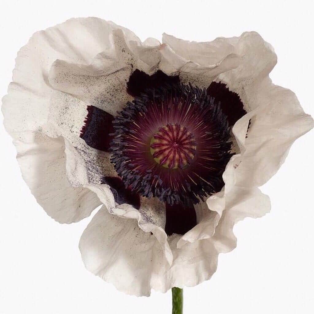 Cynthia Sakaiのインスタグラム：「Irving Penn, particularly the iconic 967 series, in which he captures flowers’ slow wilting with an exceptional vision of form and colour.」