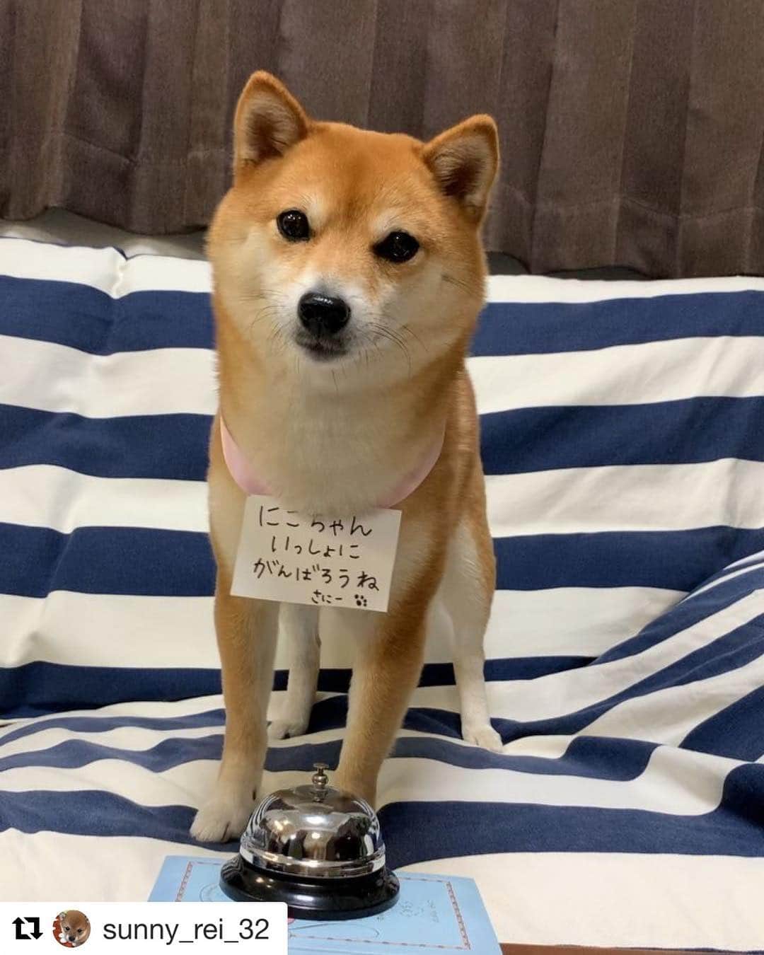 豆柴にこちゃんのインスタグラム