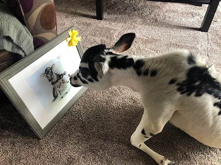 モービーさんのインスタグラム写真 - (モービーInstagram)「Oh this is amazing. Angel, a disabled cow at @iowafarmsanctuary looking at a portrait done of her by @linzanddex11 . That humans harm and kill innocent, vulnerable, defenseless animals is unspeakably horrifying and mind boggling. #animalrights」5月4日 7時36分 - moby