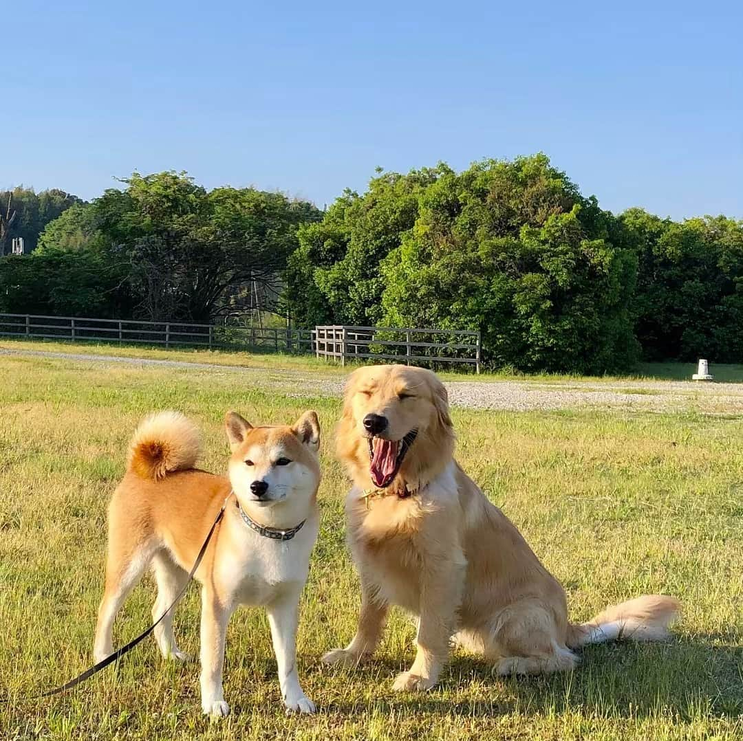 篠原信一さんのインスタグラム写真 - (篠原信一Instagram)「小鉄とニコの大冒険🐾🌀 快晴☀️ 気持ちいいワン♪ #柴犬 #しばいぬ #ゴールデンレトリバー #小鉄とニコの大冒険  #shibainu #shibainulover #shibainutoday #shibainuinstagram #shibainudaily #shibainusofinsta #golden #goldenretriever #goldenretrieverlover #goldenretrievertoday #goldenretrieverinstagram #goldenretrieversofinsta #goldenretrieverdaily」5月4日 7時37分 - kotetu__niko