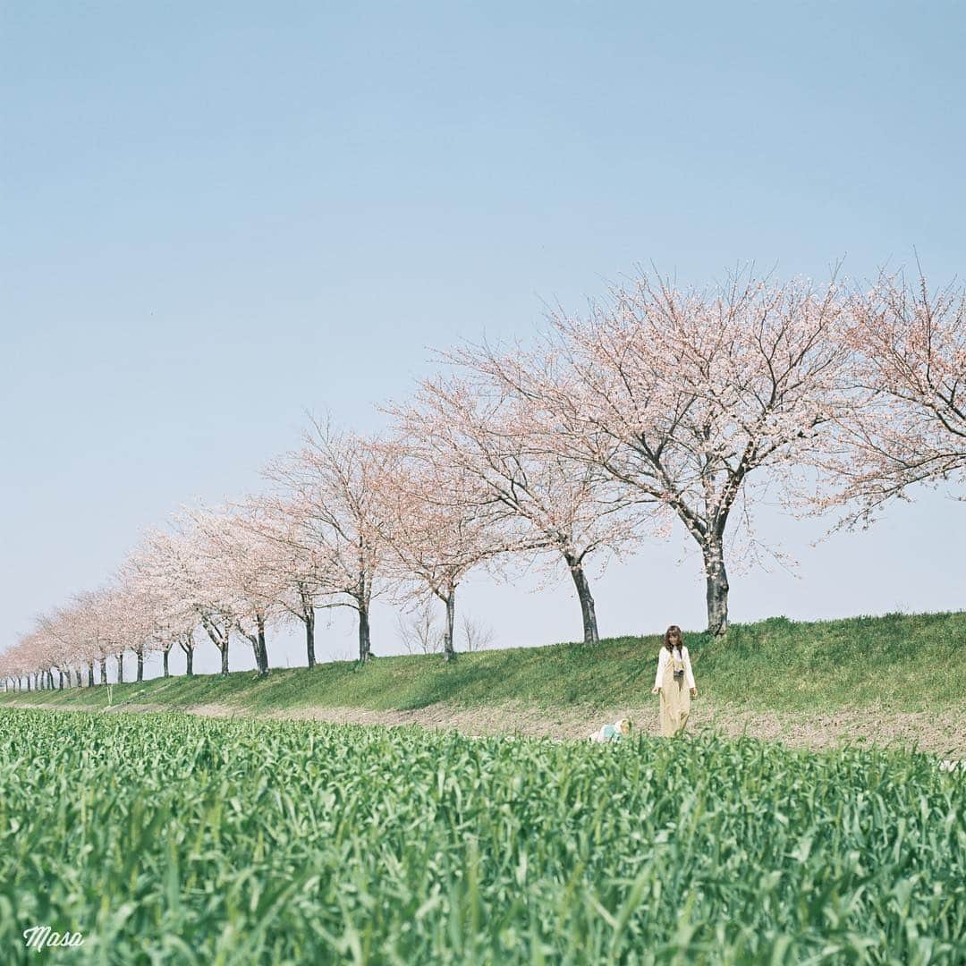 Masaさんのインスタグラム写真 - (MasaInstagram)「. . . フィルムが全く返ってこないので、まだ桜🌸 滋賀の麦も少しずつフサフサになってきましたよ🌾 . . 暇なので植物園でも行こかな🌷 コメント気にしないで下さい😌 . 撮影日 : 2019年4月6日 . #まっセル #ヤマプリ #hasselblad #ハッセルブラッド #igersjp #tokyocameraclub #film_com #impression_shots #art_of_japan_ #photogenic_jp #GPW_members_only #good_portraits_world #film_jp #film #フィルム #filmcamera #filmphotography #portrait #ポートレート #photogram_archive #todays_blue_collection #pof_ig #hibi_jp #桜 #Cherryblossom #滋賀 #dog #犬 #青空 #麦」5月4日 7時37分 - masa_nikonist