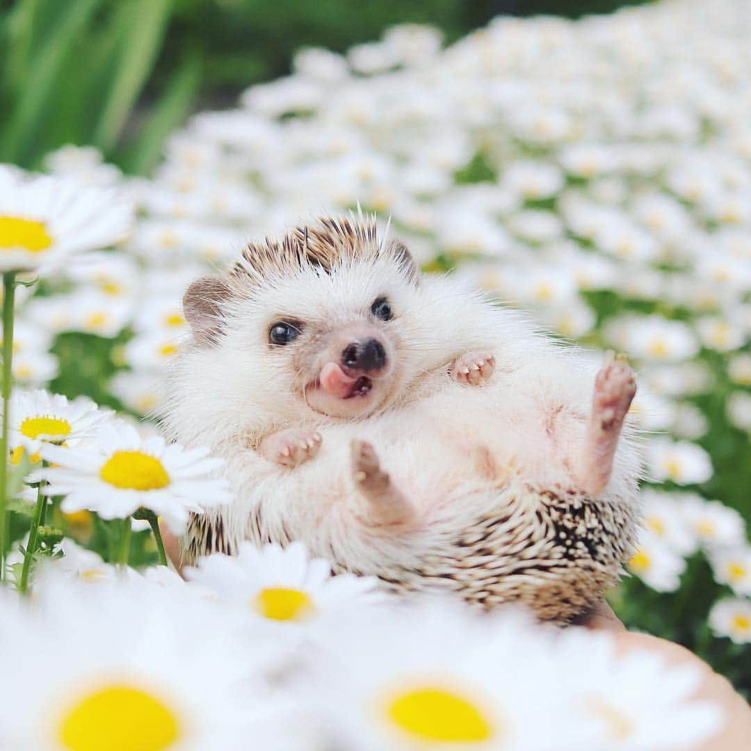 あずきさんのインスタグラム写真 - (あずきInstagram)「Flowers bed🌸🦔🌼 もなさん、太ったかな？と思いきや昨日の体重427gで割とキープしてる感じ。3人兄妹の中でも1人だけ100g以上小さいみたい。 . 同じ兄妹でも体型に個体差があって面白い😊 . . #flowerbed  #花畑 #マーガレット  #はりねずみ #ハリネズミ #hedgehog #pygmyhedgehog #lovelypet #cuteanimals #はりねずみのもなか #hedgie #Hérisson #고슴도치 #刺猬 #hedgehogazuki #hedgehogsofinstagram #animaladdicts #cuddles #meowed #hedgehogazuki #petscorner  #cutepetclub #worldofcutepets #animalvibes #gotchaday #cozy」5月4日 8時11分 - hedgehog_azuki