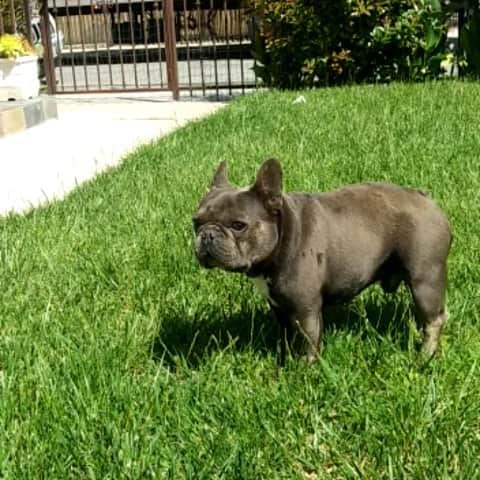 Oprahnbooのインスタグラム：「ZIGGY MAN. #frenchiesofinstagram #dog #dogiftheworld #liveit #likeit #share #tag」