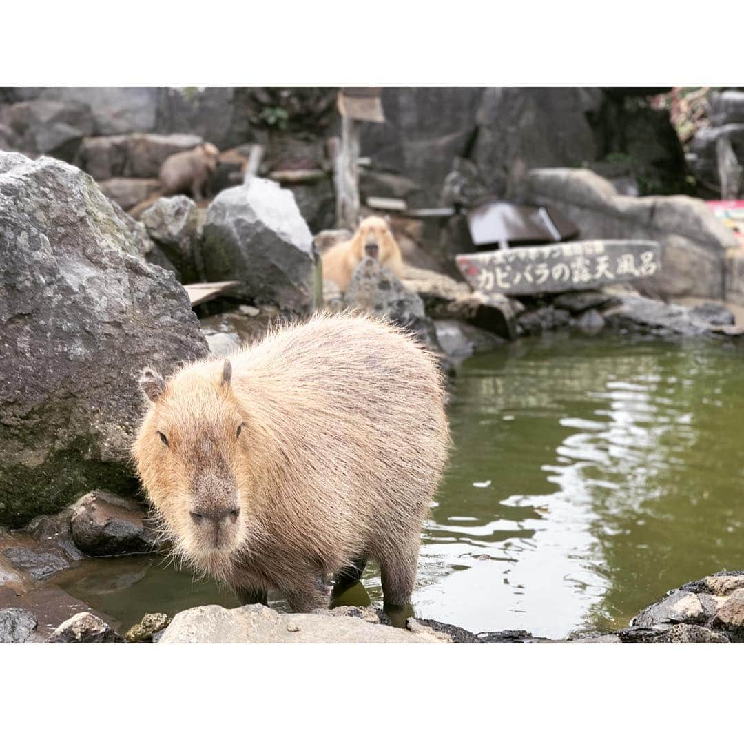 島津久美子さんのインスタグラム写真 - (島津久美子Instagram)「しま旅*伊豆シャボテン公園 * 度々ニュースにも登場していて、ずっと気になっていた…* カピバラさん * 顔も頭もフニャフニャになるほど可愛すぎました😍😂😍😂 #カピバラ #カピバラさん #楽園 #ご飯をあげる #触れ合える #元祖 #カピバラ温泉 #旅好き女子 #ゴールデンウィーク #伊豆旅行 #動物公園 #終始笑顔 #いっぱい食べる #春旅 #静岡県 #シャボテン公園 #満喫 #楽しかった #また行きたい場所  #ボーダーワンピース #girlstrip #gw2019 #zoo #kapibara #katespade #happy」5月4日 8時29分 - kumiko_shimazu