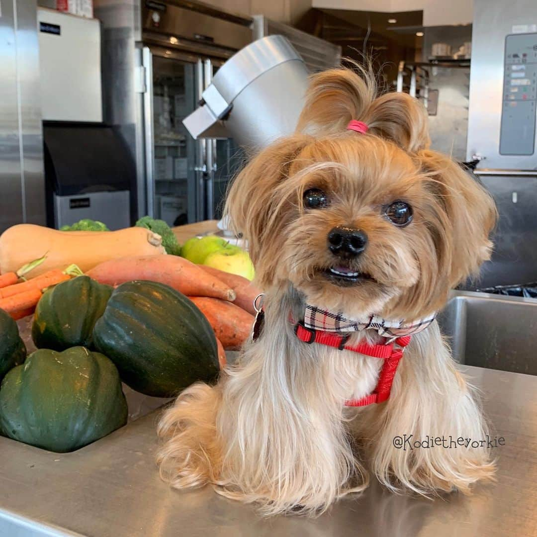 Kodie Bearさんのインスタグラム写真 - (Kodie BearInstagram)「❤️Shopping for Food, Treats and Supplements @justfoodfordogs . I’m on a low fat diet since I was sick with pancreatitis last month. I am excited to try out their 1️⃣ Fish+sweet potatoes, and 2️⃣Venison+Squash recipes.」5月4日 8時33分 - kodietheyorkie