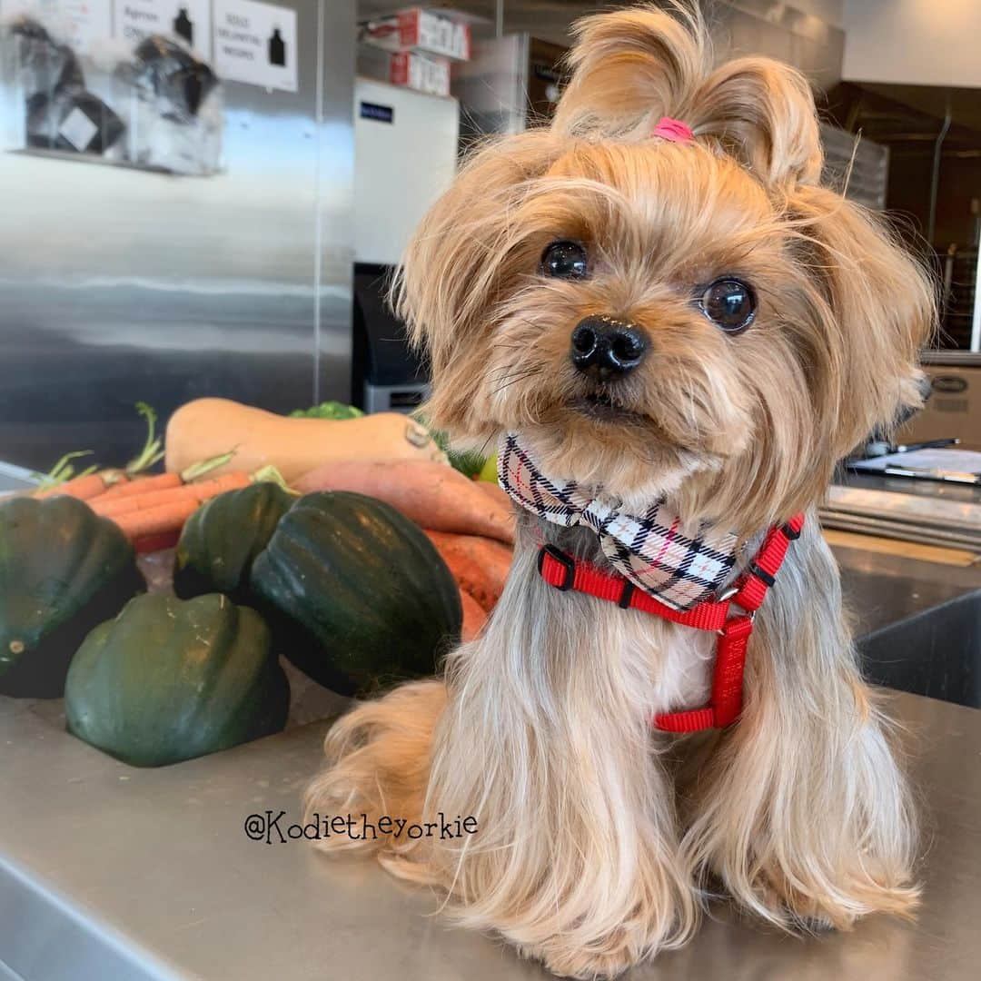 Kodie Bearさんのインスタグラム写真 - (Kodie BearInstagram)「❤️Shopping for Food, Treats and Supplements @justfoodfordogs . I’m on a low fat diet since I was sick with pancreatitis last month. I am excited to try out their 1️⃣ Fish+sweet potatoes, and 2️⃣Venison+Squash recipes.」5月4日 8時33分 - kodietheyorkie