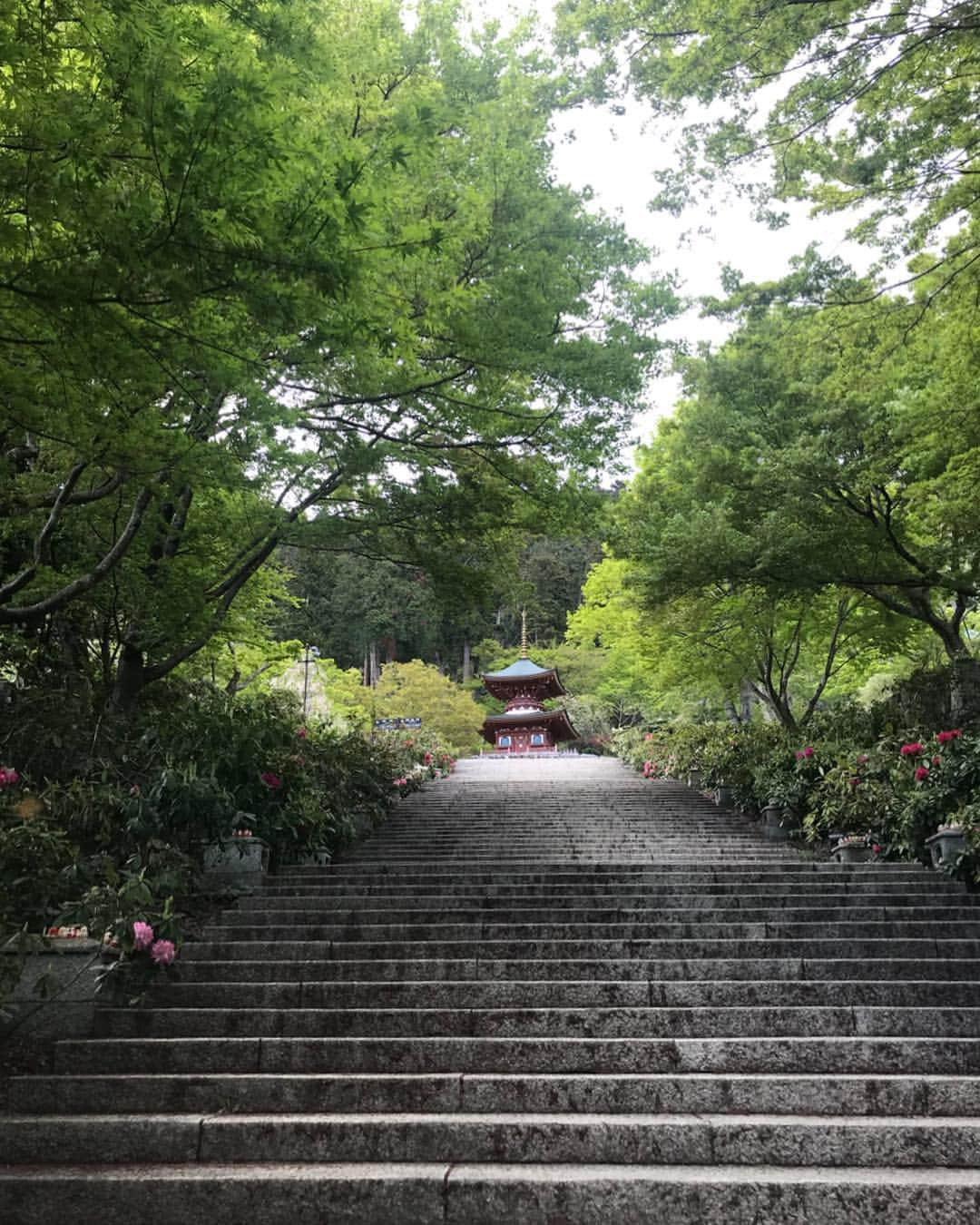 宮田綾子さんのインスタグラム写真 - (宮田綾子Instagram)「ハイヒールLOVERS Ayako⁑  必勝だるまの勝尾寺へ あちこちにいるだるまが可愛い❤️ なんだかすごく不思議な場所で超気に入ってしまったー♪ 勝ちますように、なにに、笑  インスタ始めて丸3年が経ちました、早いような長いような〜 いつもたくさんのいいねとコメントをありがとう❤️ .  #onepiece #hm  new✨ #bag #gucci #shoes #wodensneakers  ___________________★ ___________________﻿﻿﻿﻿ 7/7(日)インスタセミナー 男女 受付中 詳細は @ayako__miyata プロフィールURL よりご覧ください﻿﻿﻿﻿ ___________________★ __________________ #ハイヒールLOVERS #宮田綾子 #勝尾寺 #勝尾寺だるま #だるま #ダルマ #御朱印 #おみくじ #必勝祈願 #red #pink #hmxme #マキシワンピ #ピンク #japantrip #japan_of_insta #大阪 #大阪旅行  #osaka #osakajapan #genic_japan #genic_絶景と秘話 #gw旅行 #ダレカニミセタイケシキ」5月4日 8時41分 - ayako__miyata