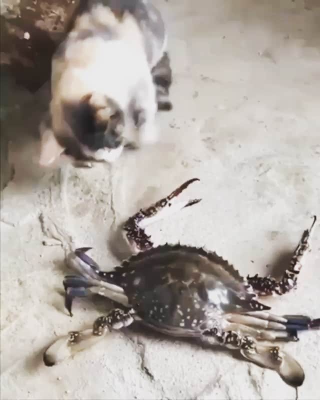 マック・メインのインスタグラム：「Bruh! 😅😅😅🤣🤣🤣🤣🤣 I’m crying! (Listen to the commentary) #RealTears  Repost: @blakewebber」