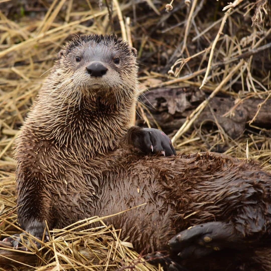 アメリカ内務省さんのインスタグラム写真 - (アメリカ内務省Instagram)「We hope your weekend is full of #otter nonsense! Social and playful creatures, the North American river otter is often seen in groups frolicking in waterways, sliding along the riverbanks or rolling on logs. Large and highly active members of the weasel family, river otters have big appetites. Photo of a posing North American #riverotter at Seedskadee National #WildlifeRefuge in #Wyoming by Tom Koerner, U.S. Fish and Wildlife Service (@usfws). #travel #usinterior #nationalwildliferefuge #cuteanimals」5月4日 9時15分 - usinterior