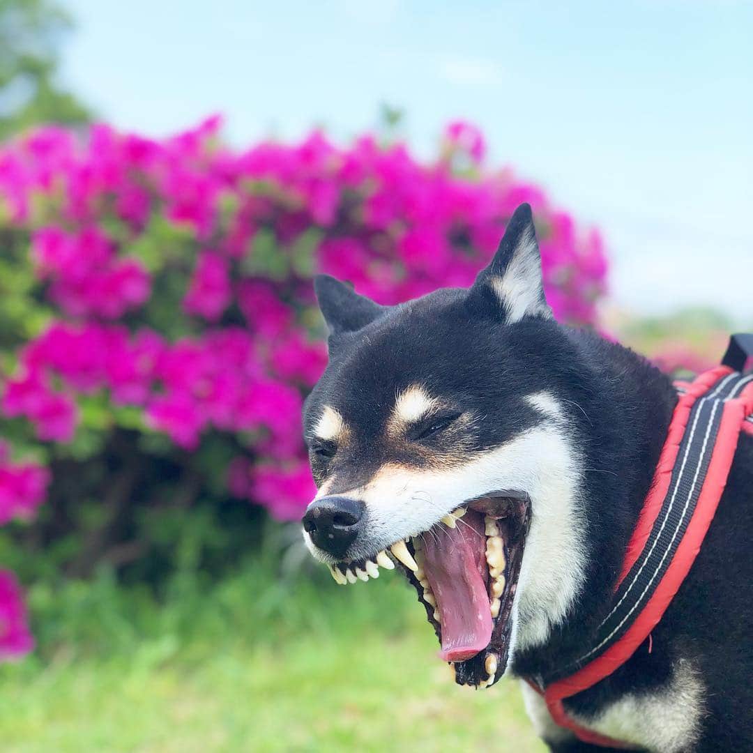 小川博永さんのインスタグラム写真 - (小川博永Instagram)「ツツジが鮮やかなみどりの日。  #今朝まる #ししまる #dog #dogs #柴犬 #黒柴」5月4日 9時26分 - ogawahironaga