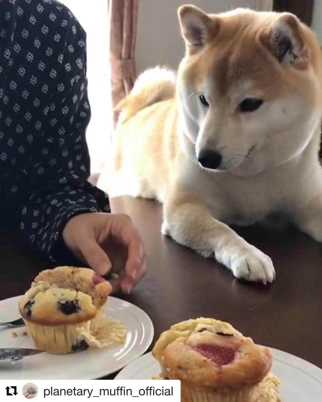 豆助左衛門（まめすけざえもん）さんのインスタグラム写真 - (豆助左衛門（まめすけざえもん）Instagram)「🍓 美味しいマフィン🧁 organic&natural の Planetary Muffin さんがリポスト してくれました。  いつも大行列の 美味しいマフィン🧁💕💕 大阪、岡山で買えるイベントあり〼 #Repost @planetary_muffin_official with @get_repost ・・・ ◡̈﻿ 笑顔がステキで﻿ 動画からさえ﻿ 伝わってくるもふもふ感😍﻿ ﻿ プライベートでフォローさせていただいていた﻿ 人気インスタグラマー﻿ 豆助座衛門さま（ @mamesukezaemon ）のお家の﻿ ティータイムに﻿ Planetary Muffin organic&naturalの﻿ マフィンを選んでいただきました！﻿ ﻿ 豆助座衛門さまも﻿ 少しわけてもらったみたいで﻿ よかったですね〜☺️﻿ ﻿ この動画は﻿ 豆助座衛門さまのママさまより﻿ ご厚意で提供いただいたものです。﻿ 感激で涙がでそう！ありがとうございました‼︎﻿ . いつの日か 気がすむまで もふもふしたいものです💕 ﻿ ﻿ 【今後の予定】 ﻿﻿﻿﻿﻿﻿﻿﻿﻿ 気温や湿度などによるマフィンへのダメージを鑑み、夏季の提供はストップいたします。ご理解のほどよろしくお願いいたします。🙏﻿ ﻿ ★ #﻿Bancdoux （納品） @bancdoux ﻿﻿﻿﻿﻿ 開催日 : 5月11日（土）11:00〜﻿﻿﻿﻿﻿ 場所 :  徳島県 #阿南市 #雑貨店Bancdoux ﻿﻿﻿﻿﻿ https://www.facebook.com/bancdoux/﻿﻿﻿﻿﻿ ﻿ ★ #らんらん亭 （納品）﻿﻿﻿﻿﻿﻿﻿﻿﻿ 日時 : 5月14日（火）12:00〜﻿﻿﻿﻿﻿﻿﻿﻿﻿﻿ 場所 :  #岡山県 #岡山市 北区西古松 エコロジー＆ナチュラルフーズらんらん亭﻿﻿﻿﻿﻿﻿﻿﻿﻿﻿ ※お取り置きはらんらん亭ホームページの「プラネタリーマフィン予約フォーム」のボタンよりどうぞ ﻿（通常、納品日の約一週間前に予約開始）﻿﻿﻿﻿﻿﻿﻿﻿﻿ https://www.facebook.com/RanranTing/﻿﻿﻿﻿﻿﻿﻿﻿﻿﻿ http://www.ranrantei.net ﻿﻿﻿﻿﻿﻿﻿﻿﻿﻿ ﻿ ★ #BURIKIMARKET @buriki_market﻿﻿﻿﻿ 日時 : 5月25日（土）﻿﻿﻿﻿ 場所 : #大阪府 #大阪市 #中之島 #中之島バンクス #パタゴニアサーフ大阪 前﻿ @patagonia﻿﻿﻿ https://www.facebook.com/Buriki-Market-883882888419174/﻿﻿﻿﻿ ﻿ ★ #とくしまマルシェ ﻿﻿﻿﻿ ﻿ 日時 : 5月26日（日）9:00〜 …毎月最終日曜日 ﻿﻿﻿﻿﻿﻿﻿﻿﻿ 場所 : #徳島県 #徳島市 #しんまちボードウォーク﻿﻿﻿﻿﻿﻿﻿﻿﻿ ﻿https://www.facebook.com/tokumarche/﻿﻿﻿﻿﻿﻿﻿﻿﻿ https://tokushima-marche.jp/﻿﻿﻿﻿﻿﻿﻿﻿﻿ ﻿﻿﻿ ﻿ ﻿﻿﻿ ﻿﻿﻿ ﻿﻿﻿﻿﻿﻿﻿ ﻿﻿﻿﻿﻿﻿﻿﻿﻿﻿ #planetarymuffin ﻿﻿﻿﻿﻿﻿﻿﻿﻿﻿ #プラネタリーマフィン ﻿﻿﻿﻿﻿ #planetarycabin﻿ #プラネタリーキャビン」5月4日 9時29分 - mamesukezaemon