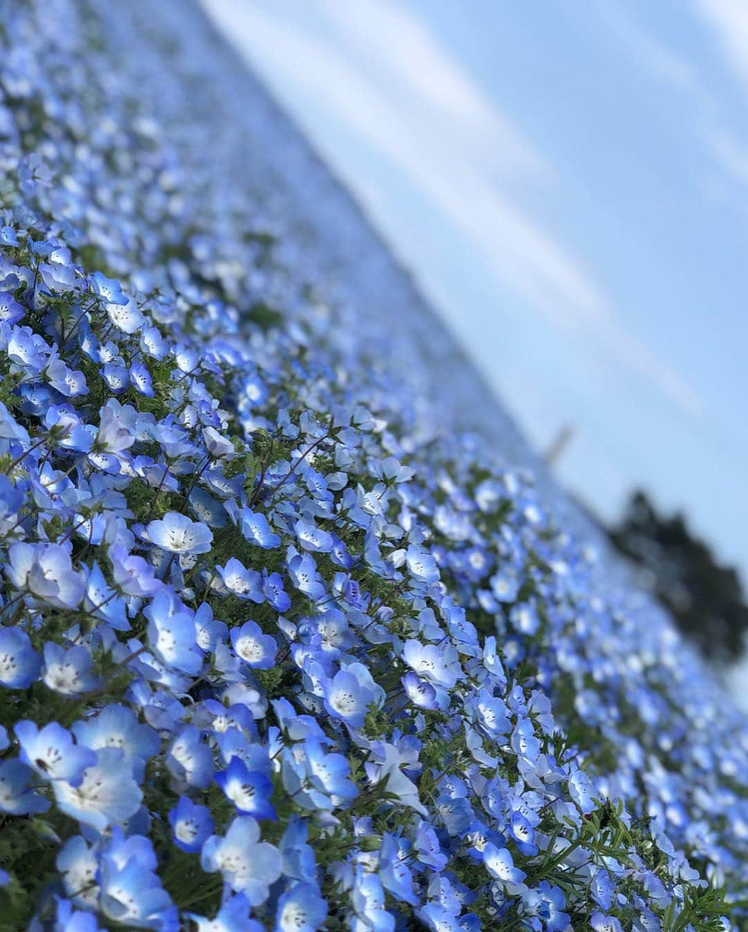 松原江里佳さんのインスタグラム写真 - (松原江里佳Instagram)「🌸 皆さん、GWはいかがお過ごしですか？ ネモフィラの丘は風が強く おでこがむき出しになります。 #ネモフィラ  #ひたち海浜公園 #花  #flower #ドライブ  #茨城  #フリーアナウンサー  #でこ  #スターダスト #ファインダー越しの私の世界 ちょっと入れてみた。」5月4日 9時32分 - erika_matsubara