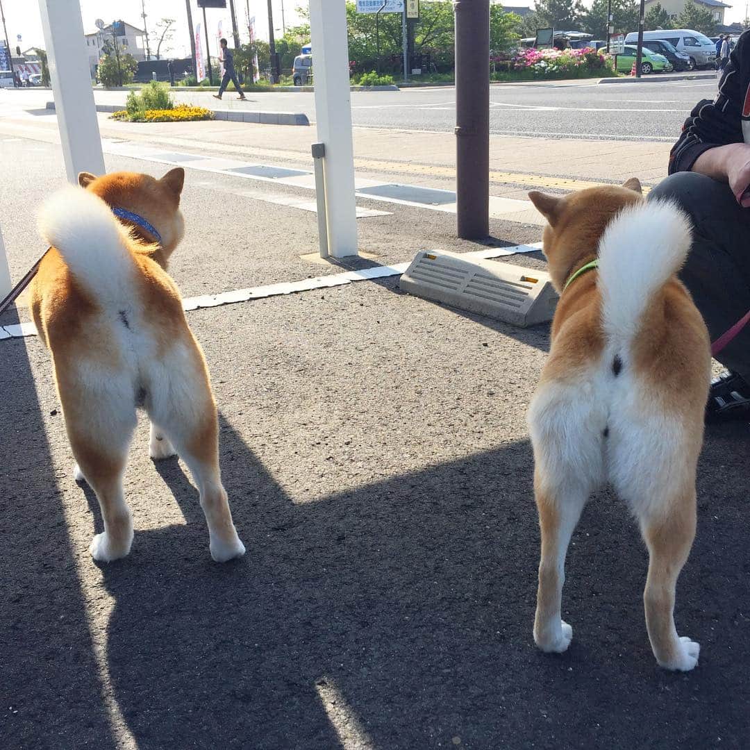 のインスタグラム：「美尻対決🤣  左:岡山代表はちべぇ君 右:島根代表てんちゃん 🍑🍑 どちらもかぶりつきなくなるわぁ〜。 あ、我が家の黒いのは予選落ちで🤣」