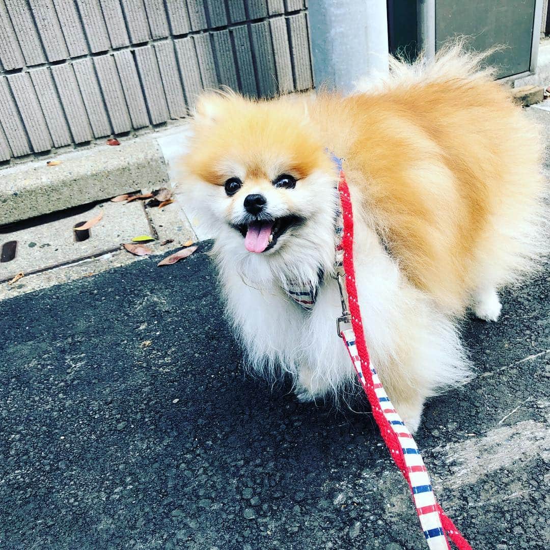 doghug (ドッグハグ) 豊洲本店さんのインスタグラム写真 - (doghug (ドッグハグ) 豊洲本店Instagram)「天使たちのお散歩祭り❤️ #BLISS#bliss #豊洲 #勝どき #仔犬 #子犬  #ふわもこ部 #トリミング #グルーミング #ワンコなしでは生きて行けません会 #犬バカ部 #トリマー募集中 #ご予約まだまだ受付中 #お散歩#天使たち#ペットホテル」5月4日 9時44分 - bliss.trimming