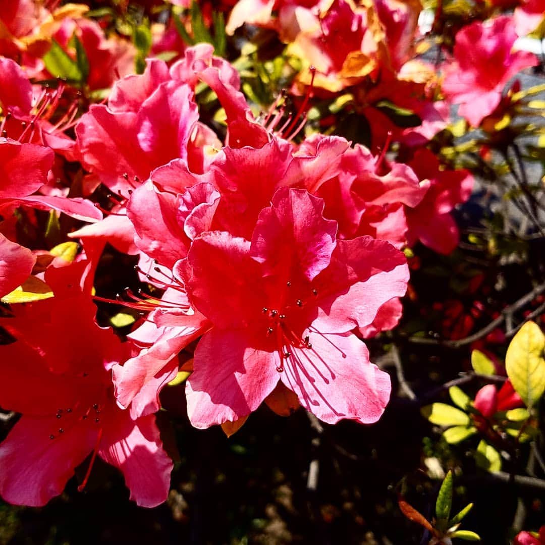 朱神宝さんのインスタグラム写真 - (朱神宝Instagram)「小学生の頃、この蜜吸ってたなぁ☀️なんていう花なんだろう…❗」5月4日 9時47分 - akegami_takara