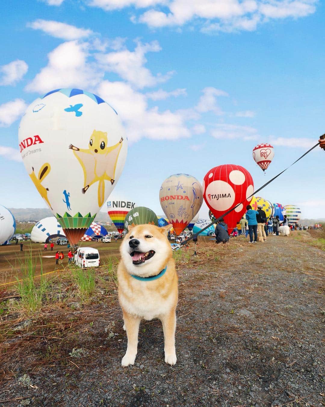まる（まるたろう）さんのインスタグラム写真 - (まる（まるたろう）Instagram)「Don't you wish to make a flight in a hot air balloon?✨🎈🐶🎈✨まるも気球に乗りたい☺️ #パパが気球買いたいって言ってる #ママに怒られると思うけどね #誰か気球持ってる人いないかな❓ #乗せてください #佐久バルーンフェスティバル」5月4日 10時04分 - marutaro