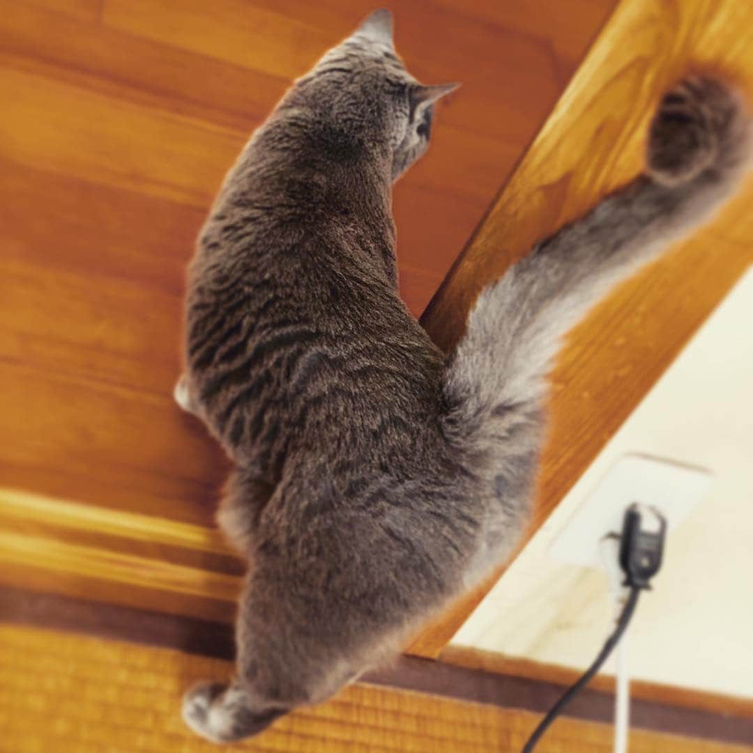 チキン南蛮カレーのルウ王子のグルメインスタ