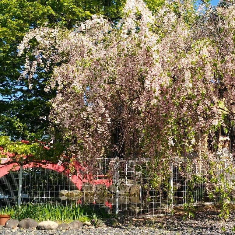 烏川耕一さんのインスタグラム写真 - (烏川耕一Instagram)「おはようございます😁  山形の朝です！  朝から散歩して、気持ちいい😍  これぞ快晴✌ そして、桜がまだ残っておりました👍  今日も１日楽しく生きよう😘」5月4日 10時16分 - kouichiukawa