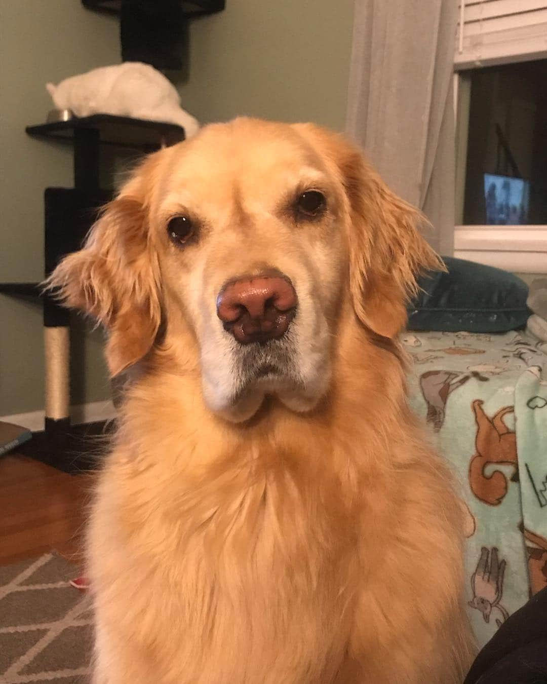 モヒートさんのインスタグラム写真 - (モヒートInstagram)「Just letting Mom know it’s exactly 10 minutes until dinner time... ------------------------------- #goldensofig #goldenretriever  #goldenretrieversofinstagram #betterwithpets #dogsofig  #dogsofinstagram #fluffypack #gloriousgoldens #welovegoldens #ilovemydog #goldenlife #bestwoof #ProPlanDog #ilovegolden_retrievers #mydogiscutest #retrieversgram #dogsofcle」5月4日 10時21分 - mojito_rose_family