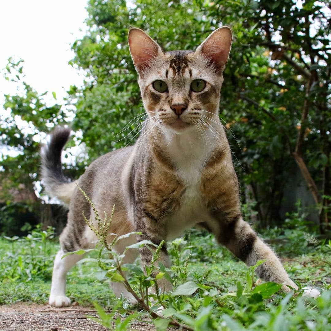 Nyankichi Noranekoさんのインスタグラム写真 - (Nyankichi NoranekoInstagram)「4月28日に撮影したスリランカ🇱🇰の猫ちゃん達です😼 スリランカ国内では情報拡散防止のためFacebook、Twitter、Instagram等使えなくしてありました。 早く平和な国に戻ることを祈ってます。  #猫 #고양이 #แมว #貓 #кошка #qata #chat #ニャンスタグラム #gato #喵星人 #ねこ部 #旅猫 #動物 #ねこのきもち #ニャン吉 #kawaii #保護猫 #美猫 #japan #猫写真 #ねこ #seekor #ネコ #旅貓 #スリランカ」5月4日 10時32分 - noraneko_nyankichi
