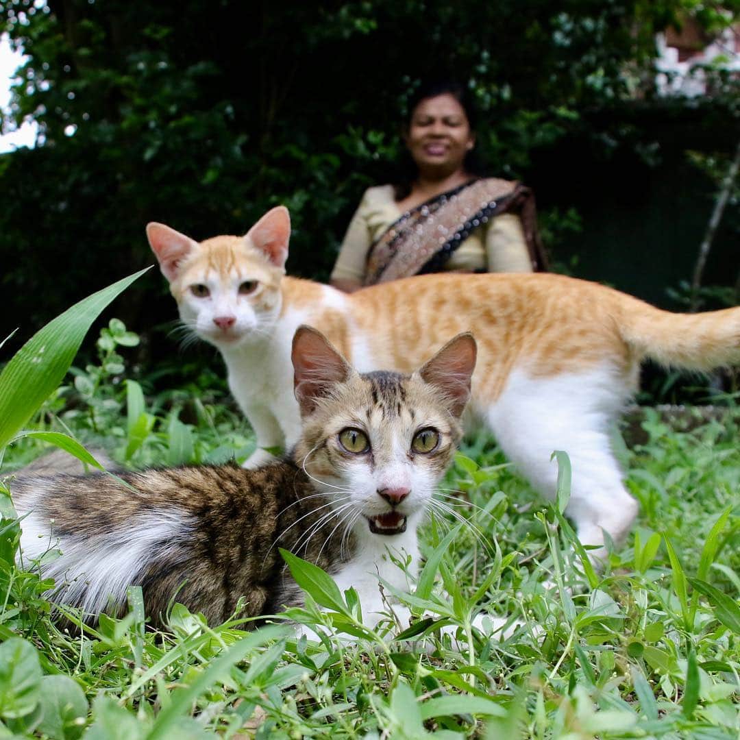 Nyankichi Noranekoさんのインスタグラム写真 - (Nyankichi NoranekoInstagram)「4月28日に撮影したスリランカ🇱🇰の猫ちゃん達です😼 スリランカ国内では情報拡散防止のためFacebook、Twitter、Instagram等使えなくしてありました。 早く平和な国に戻ることを祈ってます。  #猫 #고양이 #แมว #貓 #кошка #qata #chat #ニャンスタグラム #gato #喵星人 #ねこ部 #旅猫 #動物 #ねこのきもち #ニャン吉 #kawaii #保護猫 #美猫 #japan #猫写真 #ねこ #seekor #ネコ #旅貓 #スリランカ」5月4日 10時32分 - noraneko_nyankichi
