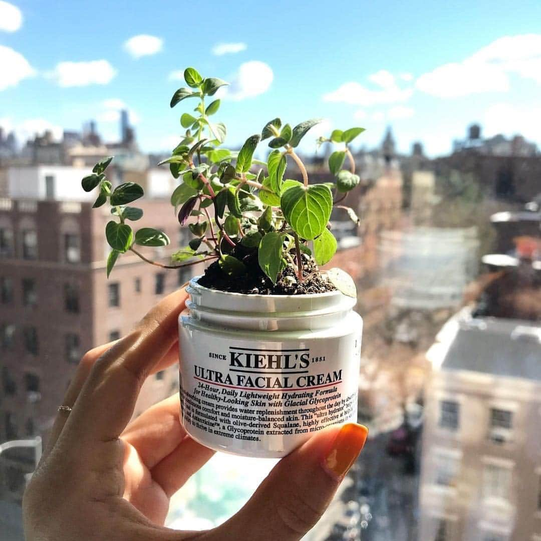 キールズ Kiehl's Japanさんのインスタグラム写真 - (キールズ Kiehl's JapanInstagram)「5月4日は #みどりの日 🌿 キールズではアポセカリーとして創業した168年前から、世界中の植物を研究し、天然由来成分を多く使用したスキンケアを開発しています🌻自然に親しむとともに恩恵に感謝✨  @kiehlsjp  #キールズ #スキンケア #ニューヨーク発 #ニューヨーク #Kiehls #Skincare #NewYork #ゴールデンウィーク #GW」5月4日 10時32分 - kiehlsjp