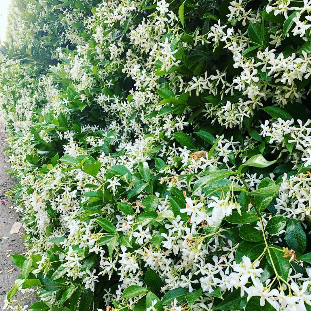 ホーランド・ロデンさんのインスタグラム写真 - (ホーランド・ロデンInstagram)「This stern face is searching for instagrams smell feature. #whitejasmine in blooom!!!!」5月4日 10時36分 - hollandroden