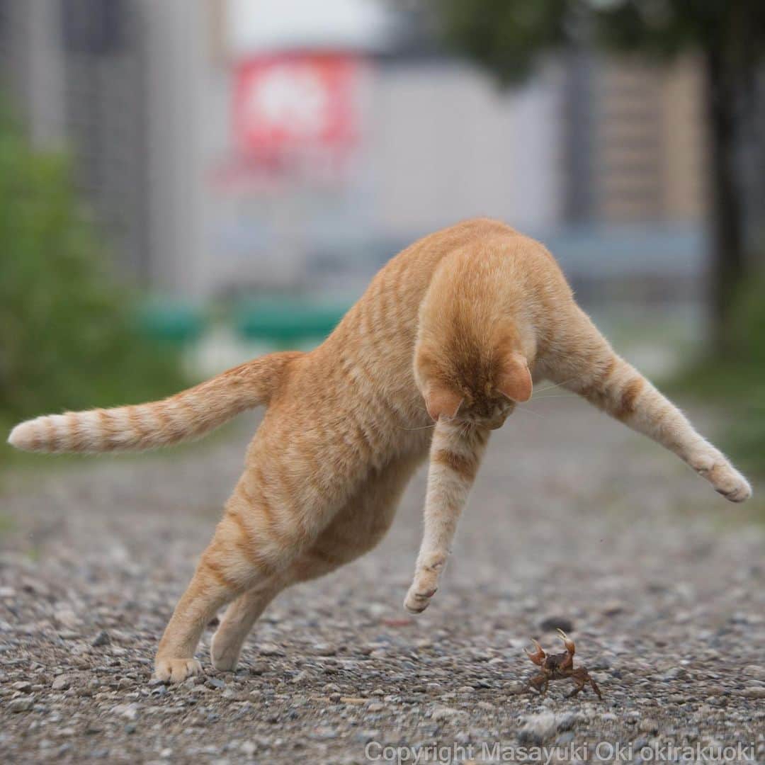 Masayukiさんのインスタグラム写真 - (MasayukiInstagram)「🦀と戯れる。  #cat #ねこ」5月4日 10時47分 - okirakuoki