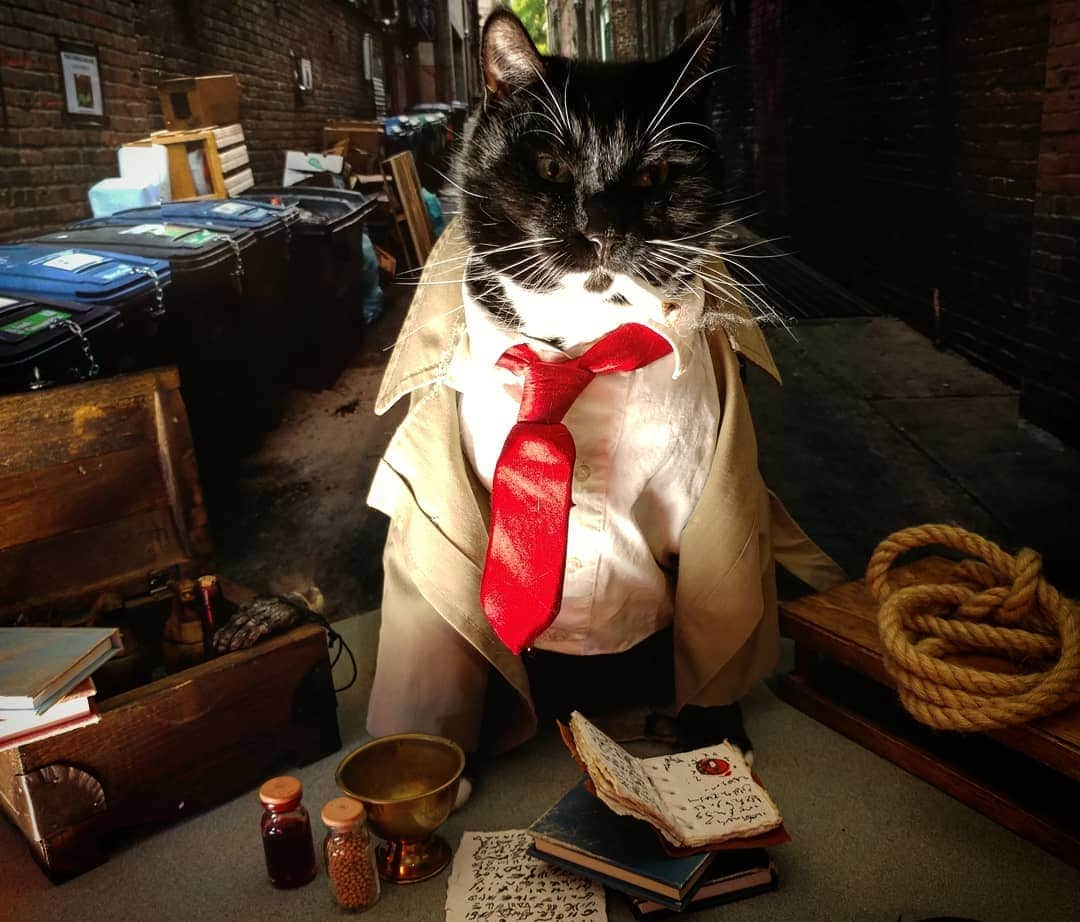 猫コスプレさんのインスタグラム写真 - (猫コスプレInstagram)「Just because it's Friday is no excuse to put off your exorcise regiment.  #Constantine . . . . . . . . . . #catcosplay #JohnConstantine #constantinecosplay #JohnConstantineCosplay #dc #dccomics #dcconstantine #catcostume #PetCostumes #caturday #exorcise #demonhunter #funnycats #cosplay」5月4日 10時50分 - cat_cosplay