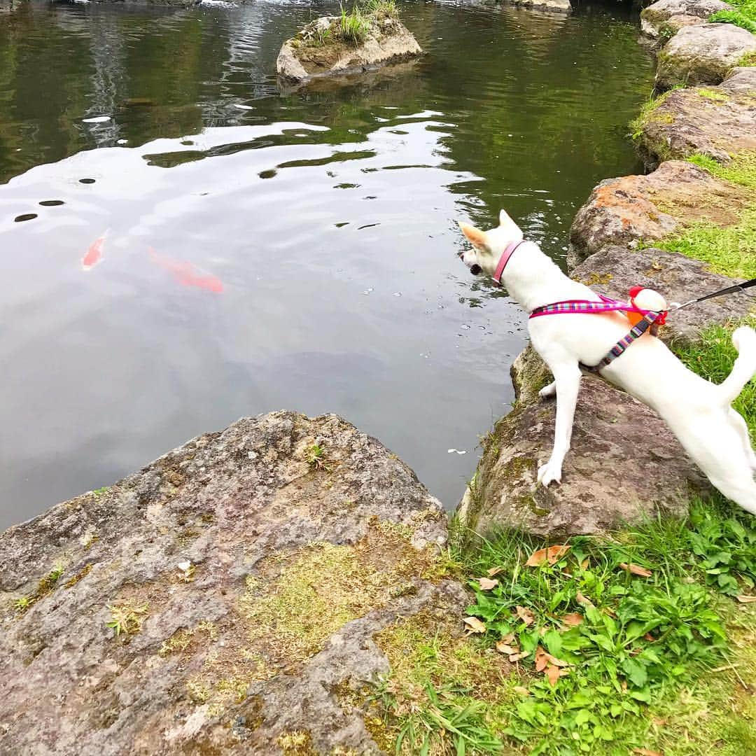 柴犬ハル&保護犬すずさんのインスタグラム写真 - (柴犬ハル&保護犬すずInstagram)「🐡 . 「おかーしゃーんーー！ 晩御飯！晩御飯ーー！」 . #池の鯉に興奮 #白い長い生物は興奮しております #首輪の位置もおかしい #体もとてつもなく長い #白いアスパラガス . #柴犬#柴#kagoshima#dog#puppy#shibainu#shibastagram#いぬバカ部#family#鹿児島#赤柴#雑種#天文館#日本犬#保護犬を家族に#保護犬#元保護犬#家族」5月4日 10時59分 - haruharu040777