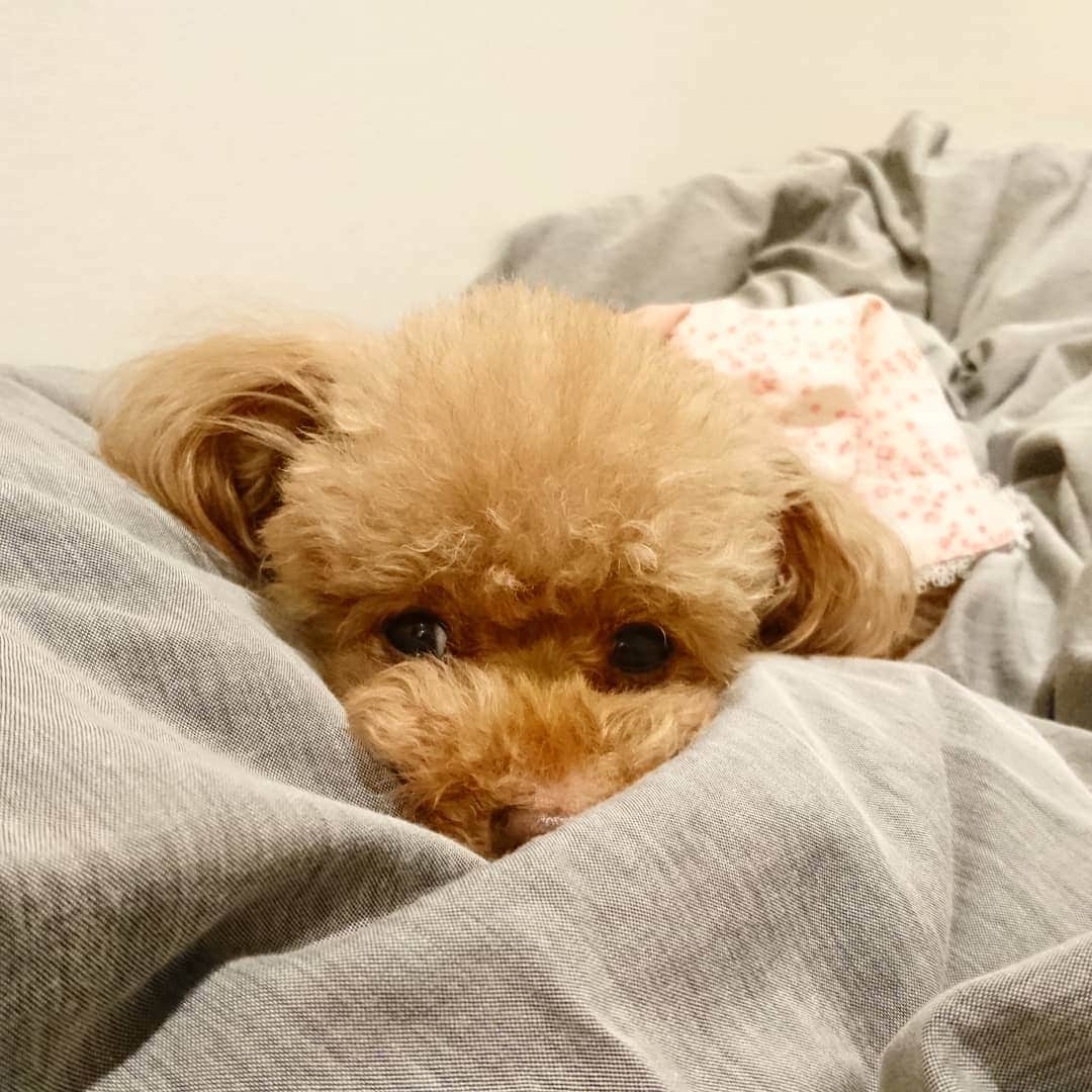 のインスタグラム：「キャンディと昼寝🎵  #pet#dog#toypoodl#cute#kawaii #トイプー#トイプードル#ペット#わんちゃん  #かわいい#昼寝#添い寝#癒し#癒される #トリマー#ペットサロン#ヘアカット #美容室」