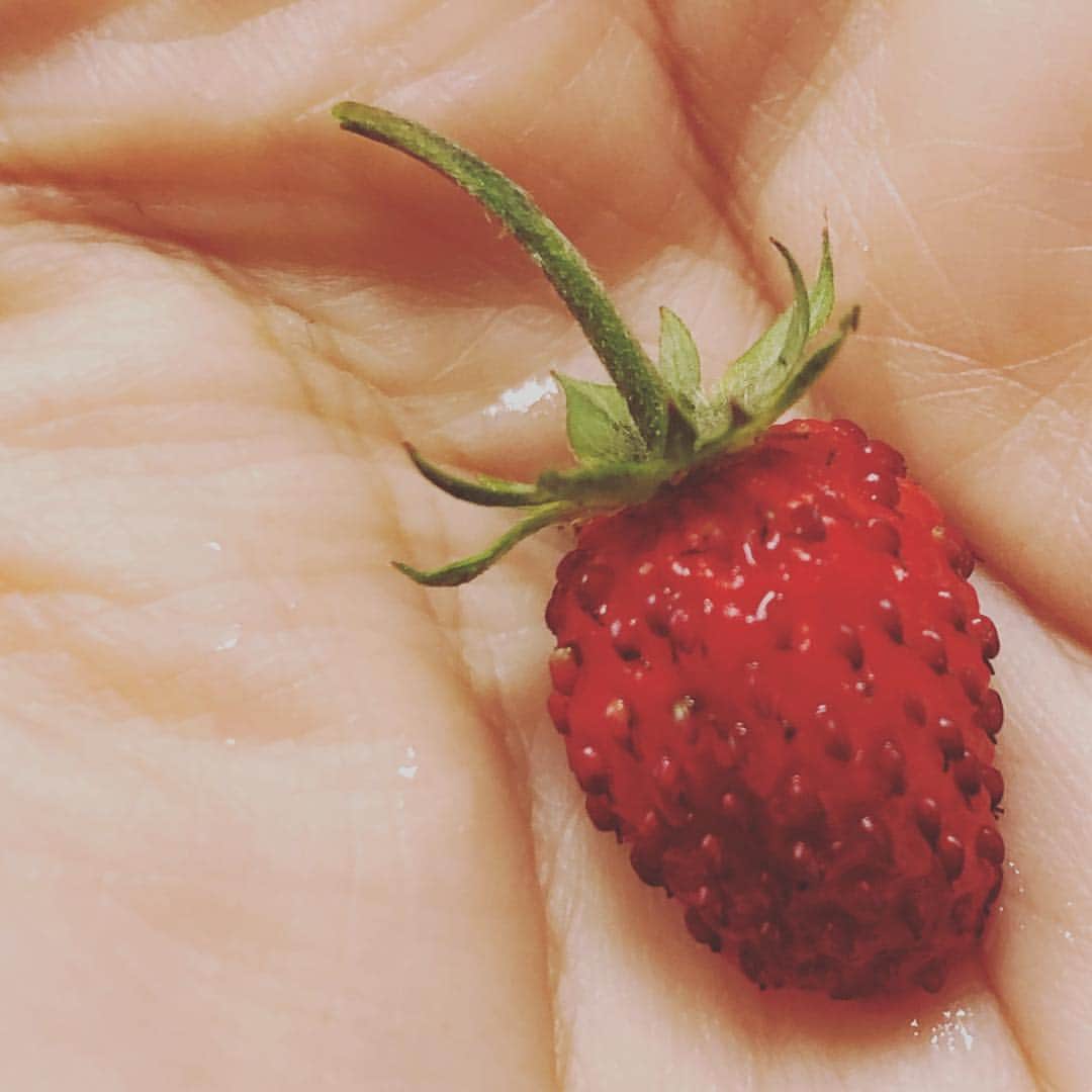 藤田朋子のインスタグラム