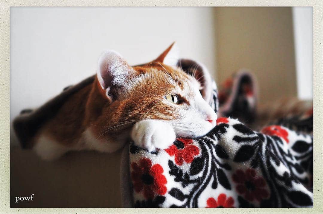 anemone_69のインスタグラム：「. . . #ハカセとキョウジュ #茶トラ白 #茶白 #cat #猫 #保護猫 . . .」