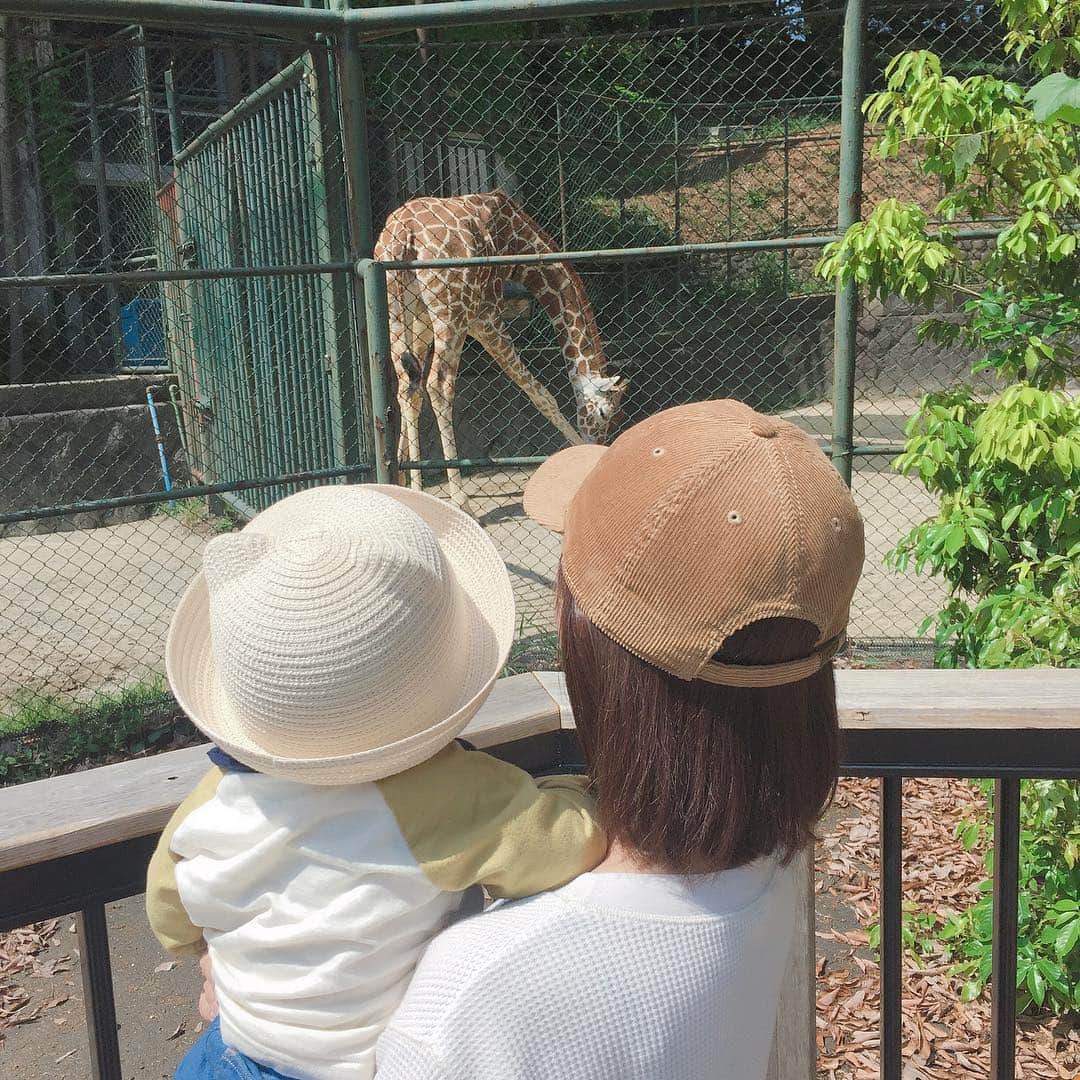 野中藍さんのインスタグラム写真 - (野中藍Instagram)「** 動物園デビュー🦁 アミメキリンさんが菜々緒ポーズでした♡  子供の頃、よく遠足で動植物園行ったなぁ。 上の方に遊園地みたいな乗り物があったけどなくなっちゃったんだね。 懐かしいなあ。。。 息子くんと来られて良かったです☺️ ・ ・ #動植物園 #zoo #babyboy #11months #新米ママ #ママさん声優 #gw #動物園デビュー #けもフレ #アミメキリン役」5月4日 11時41分 - ai_nonaka