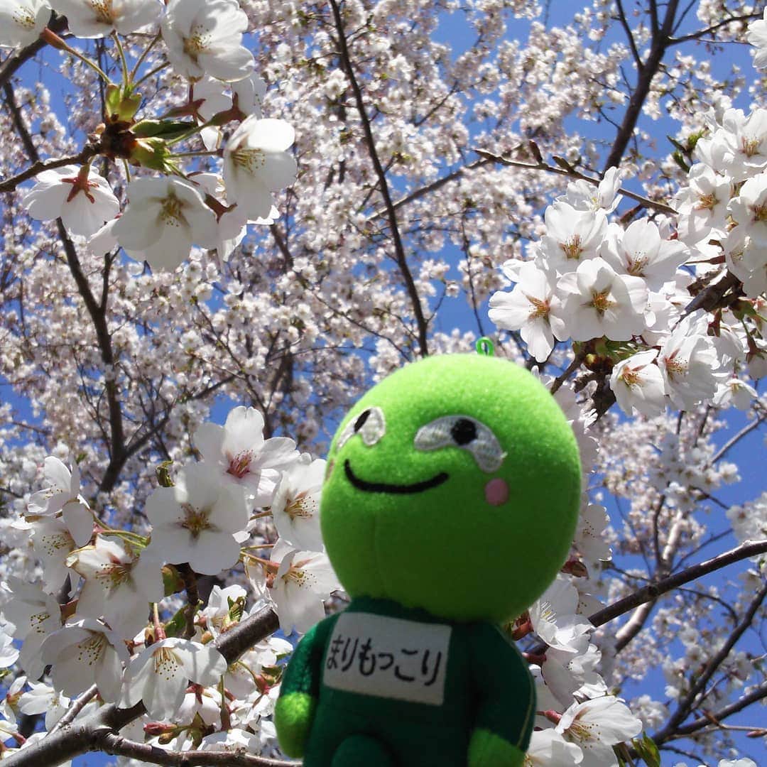 まりもっこりさんのインスタグラム写真 - (まりもっこりInstagram)「見事に咲いたな～♪ #まりもっこり #桜  #北海道」5月4日 11時44分 - marimokkori2005