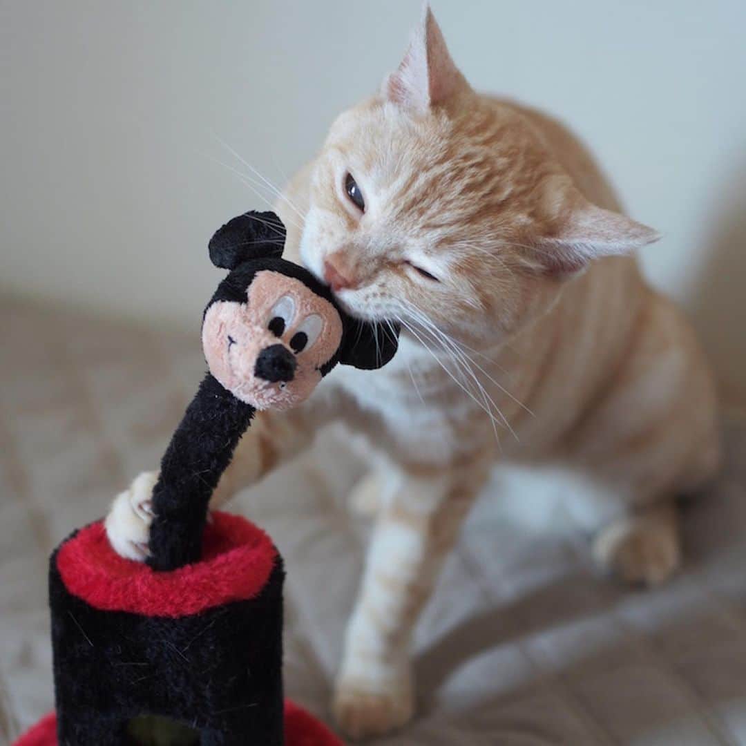 ruiruiさんのインスタグラム写真 - (ruiruiInstagram)「懐かしのミッキーマウスのオモチャが出てきました。 ミッキーを襲う福ちゃんをどうぞ…(*≧ｍ≦*)ﾌﾟﾌﾟｯ . . Fuku-chan attacks Mickey Mouse . . #今朝の福ちゃん （2019/05/04） #福ちゃんvsミッキーマウス #福ちゃんは耳が聞こえない #右目のお目目も見えてない福ちゃん #それでも元気に暮らしてる福ちゃん #福ちゃんは人間が大好き #福ちゃんは元野良猫 #保護猫 #猫 #ねこ #ねこ部  #にゃんこ #にゃんすたぐらむ  #ふわもこ部 #ペコねこ部 #mofmo  #deafcat #kitty #meow #ilovemycat  #instacat #Instagramcats #cats  #catsofinstagram #catstagram  #catstagram_japan #petstagram」5月4日 11時45分 - maruelmoruru